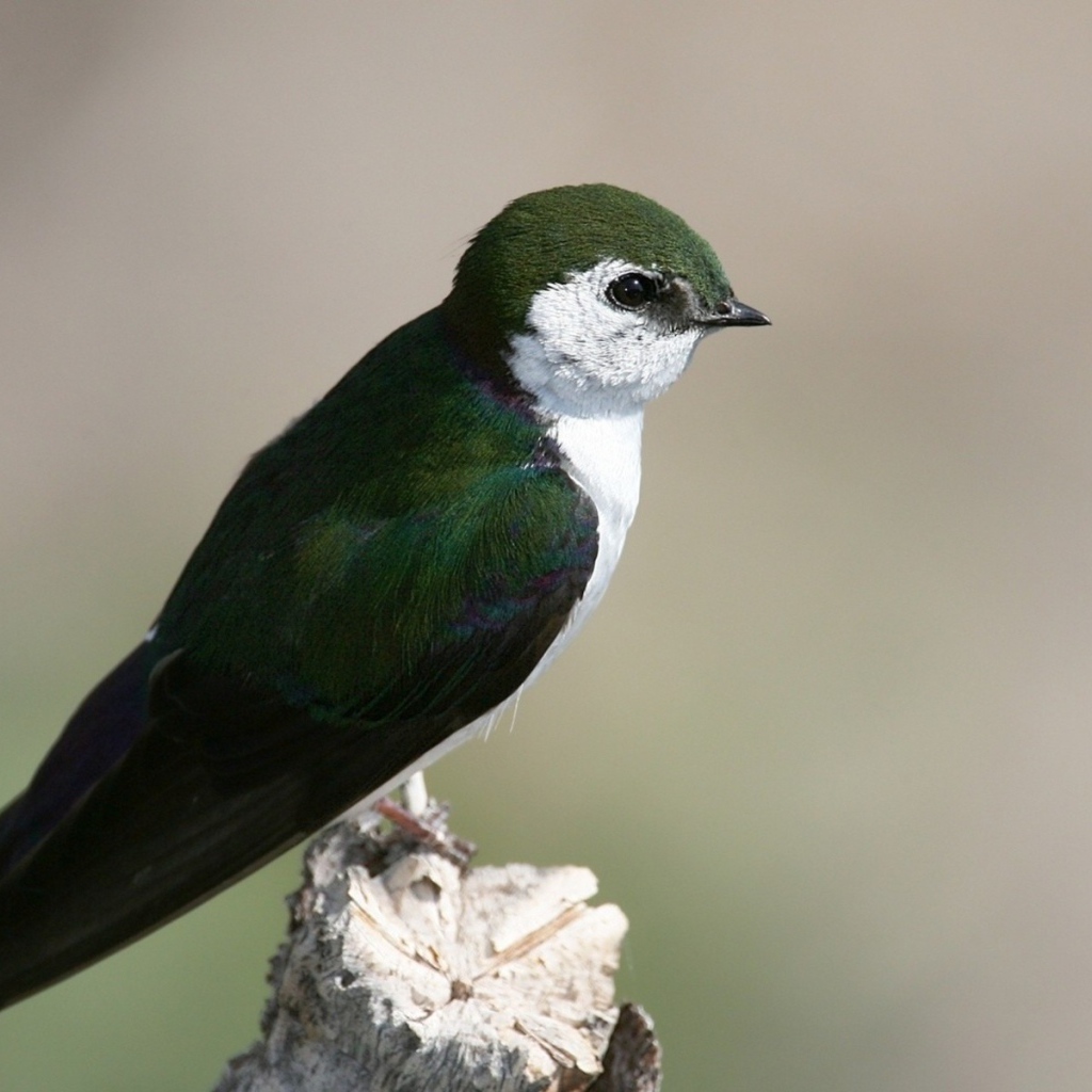 Красивая темно зеленая птица