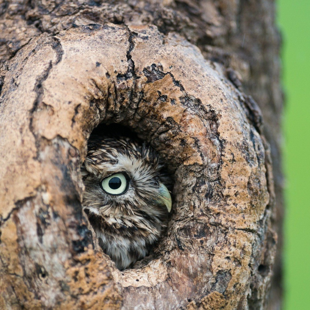 Красивая сова в дупле дерева