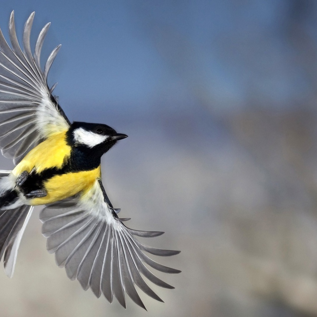 Красивое фото синицы