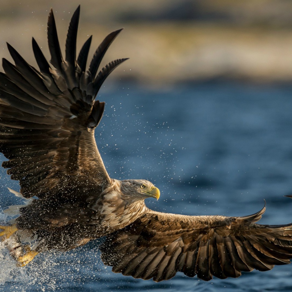 Птица Орлан-белохвост