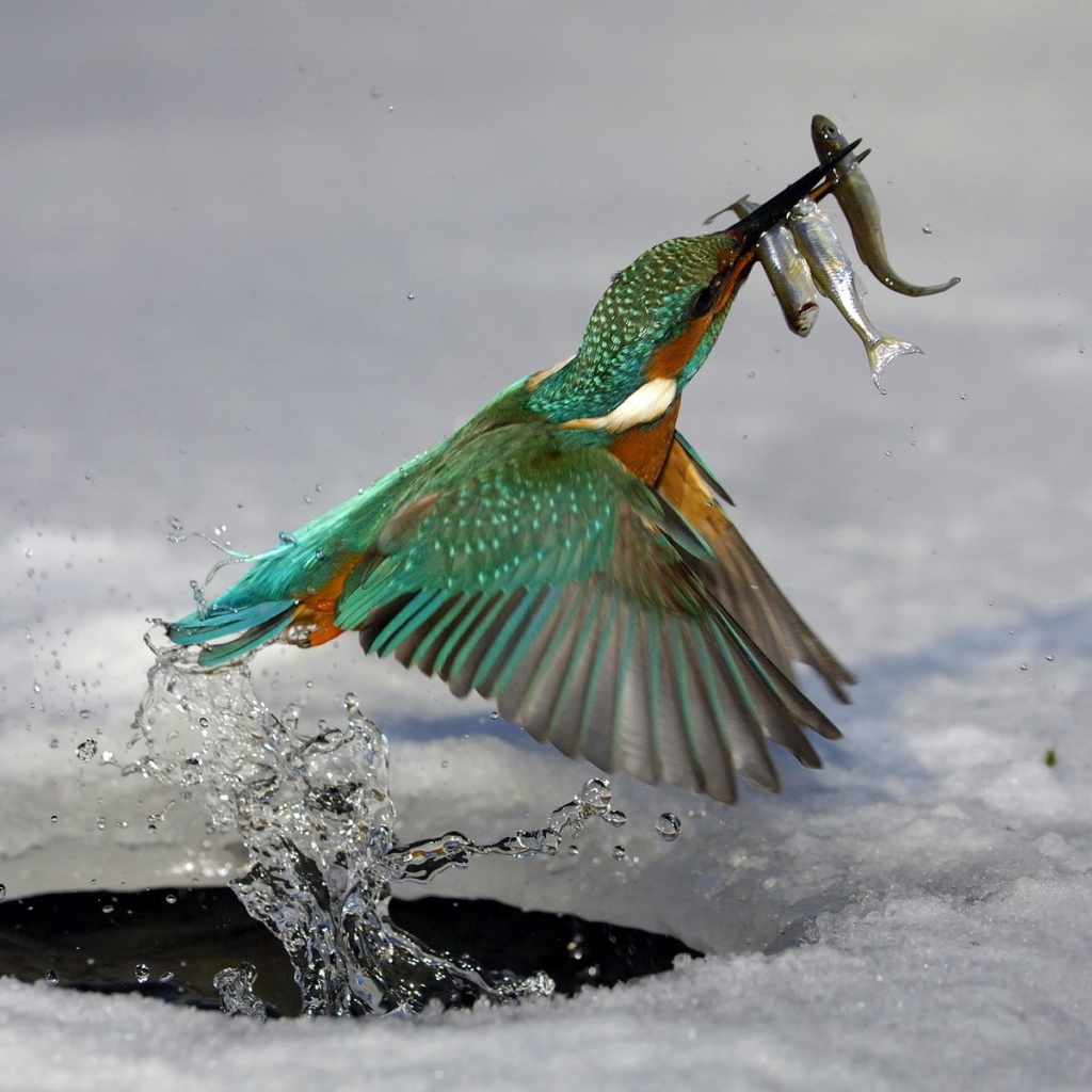 Птица поймала рыбу в проруби