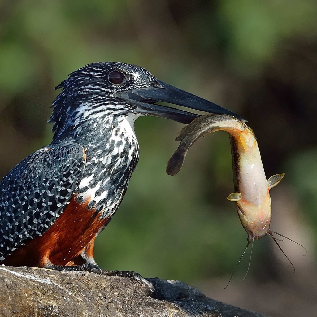 Птица держит в черном клюве рыбу