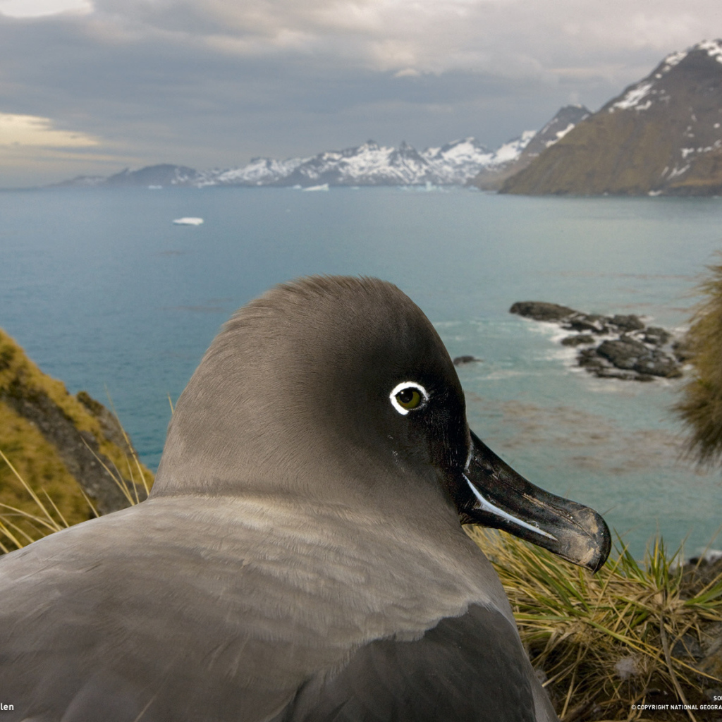 Птица в гнезде 2