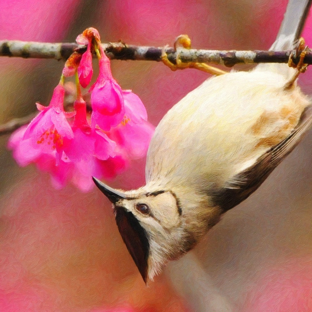 Птичка на ветке вниз головой