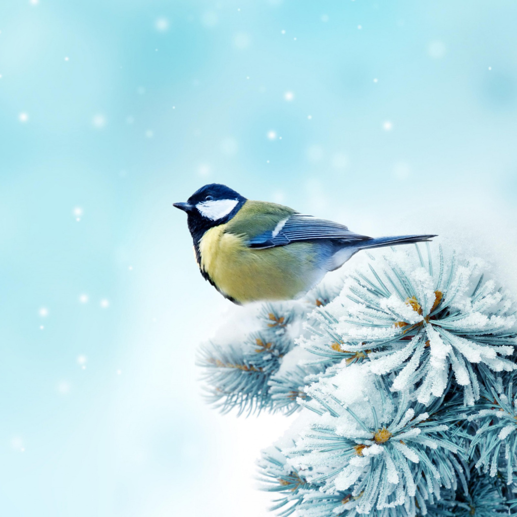 Синица на ветке дерева