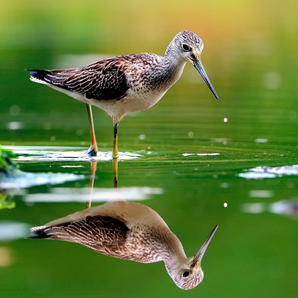Птица отражается в зеленой воде