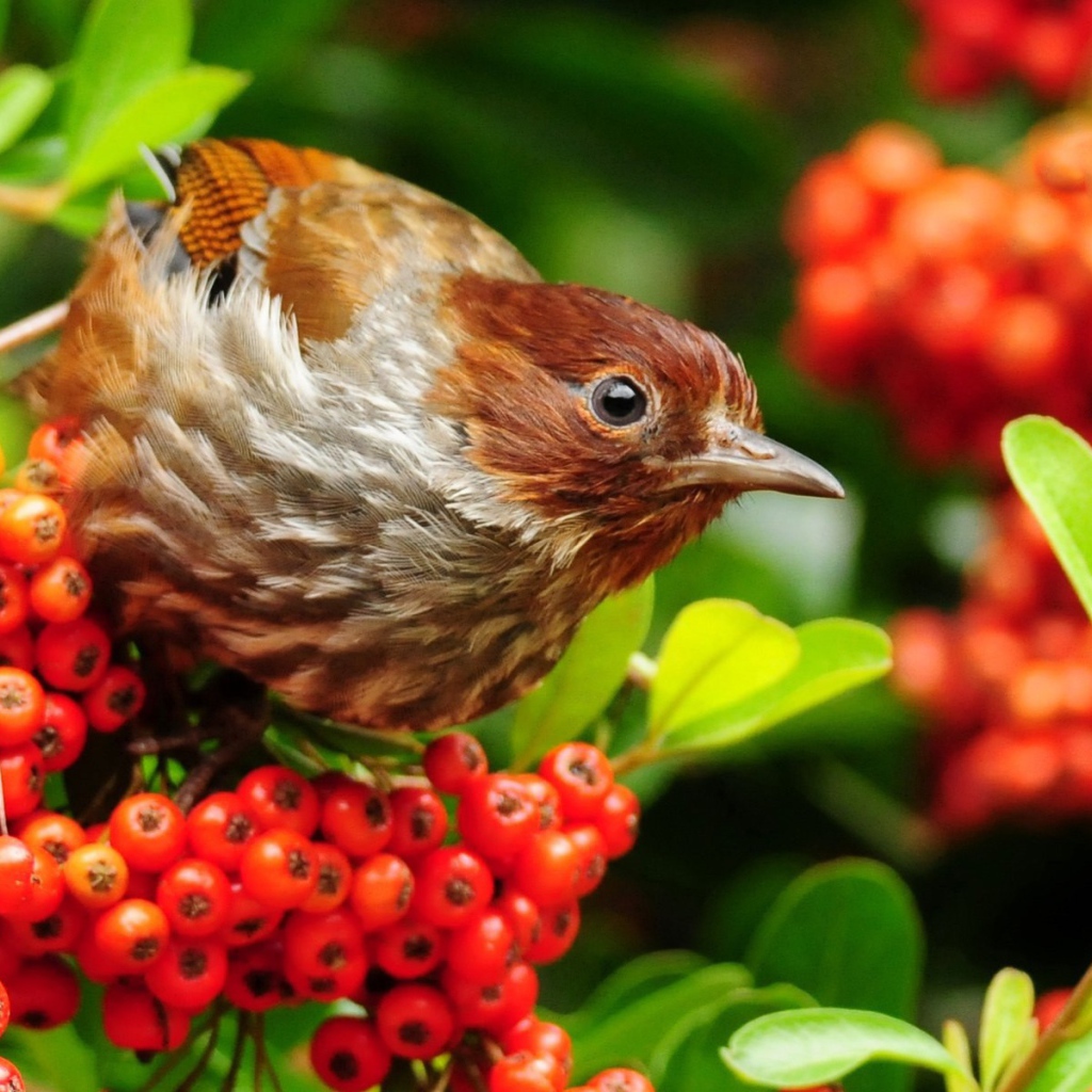 Птица лакомится красными ягодами на ветке