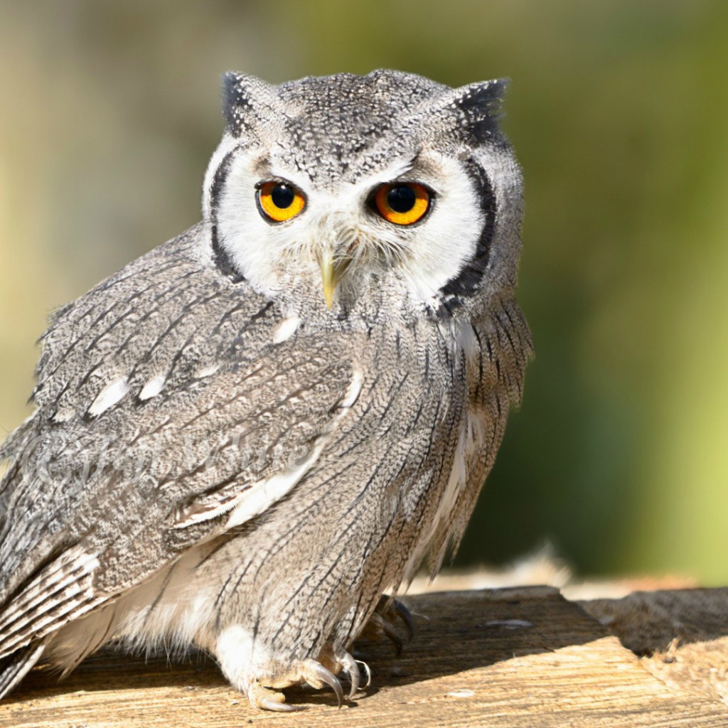 Птица белолицая сова