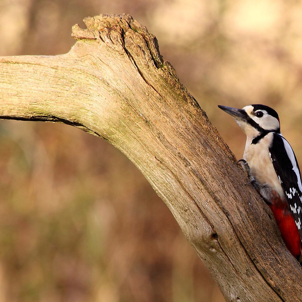 Птица с красными перьями на сухой коряге
