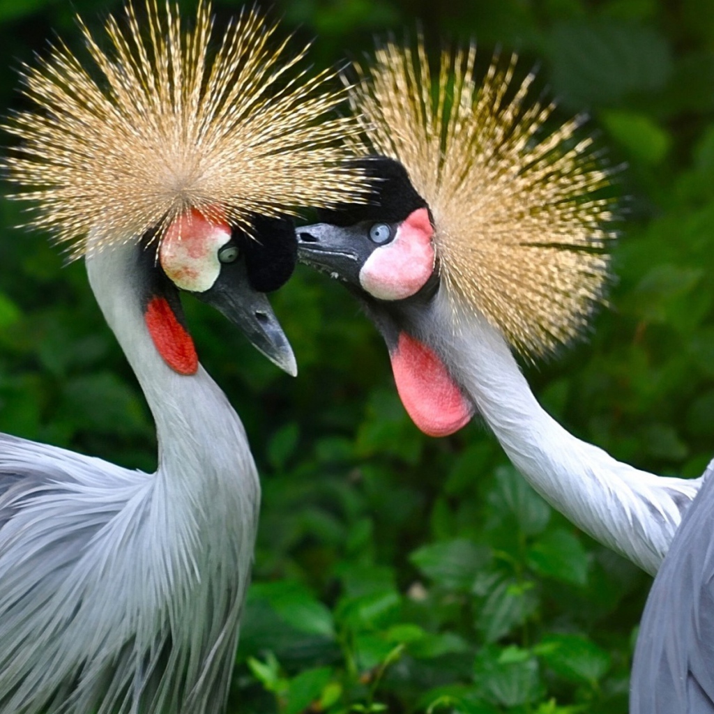 Птицы семейства журавлиных