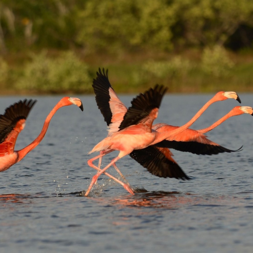 Птицы фламинго с черными крыльями