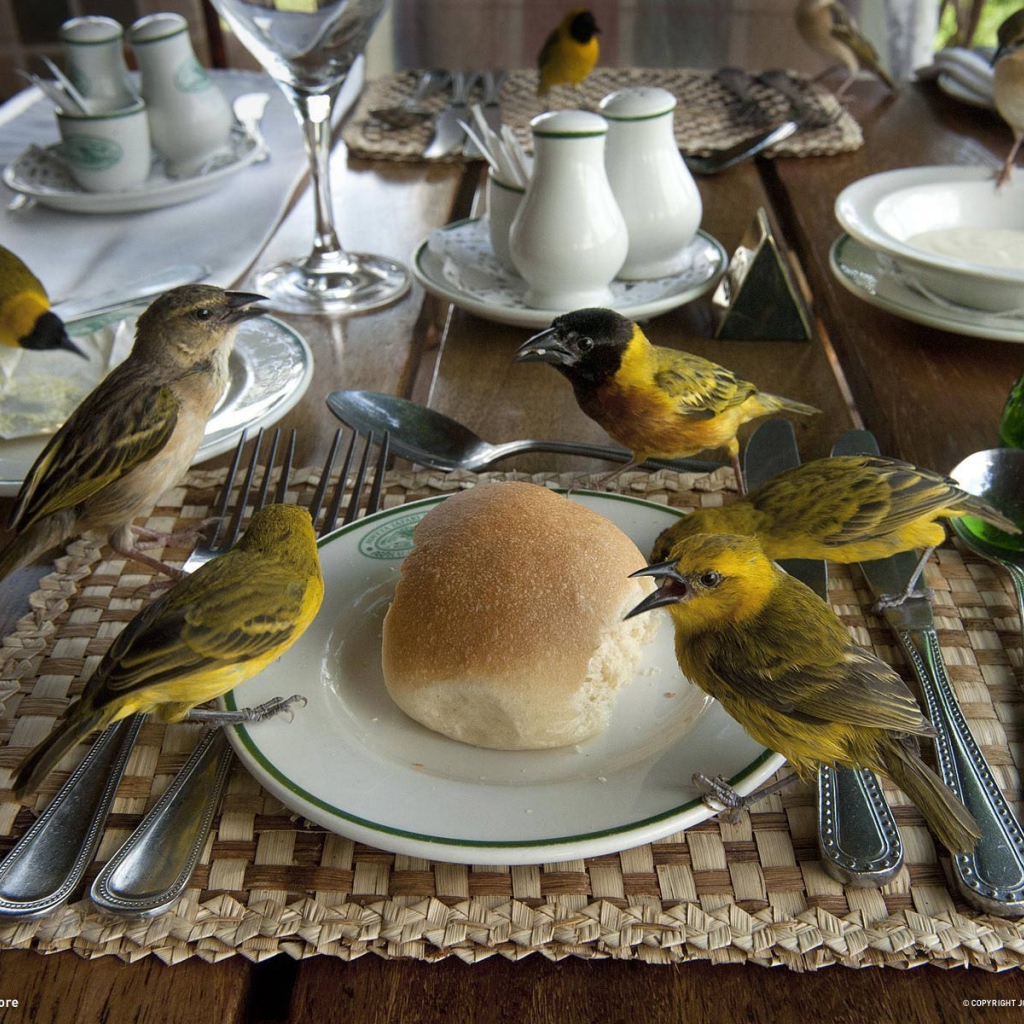 Птицы клюют хлеб на столе