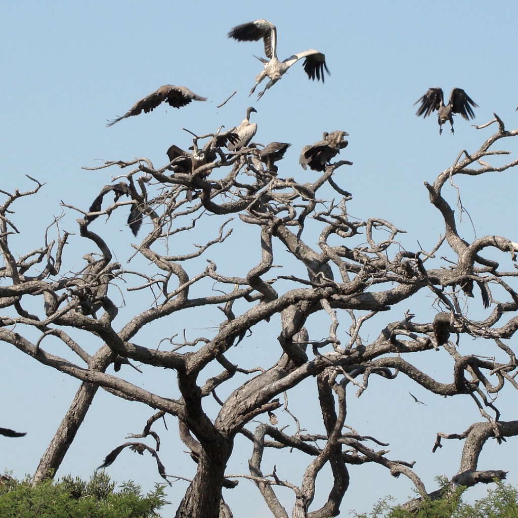 Птицы падальщики на ветвях сухого дерева