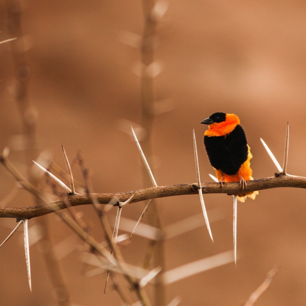 Черно оранжевая птица на колючей ветке