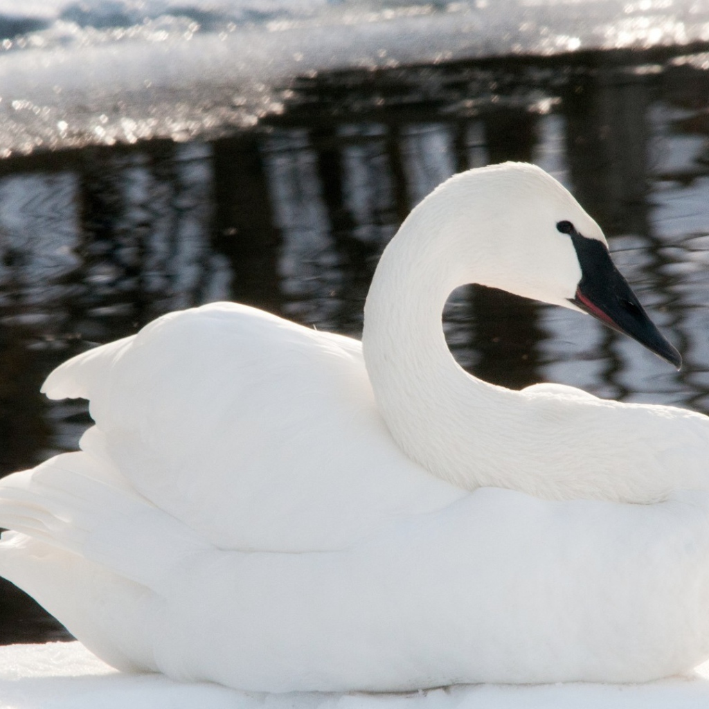 Черноклювый лебедь у воды