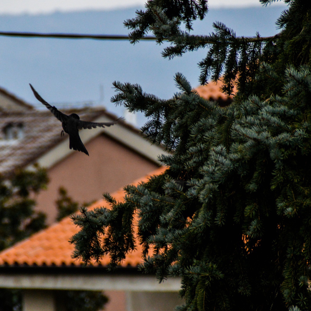 Черная птица в полете