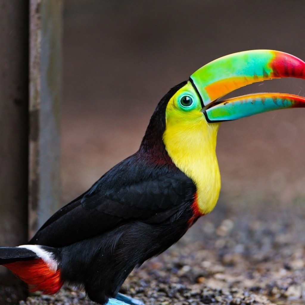 Черный тукан на земле