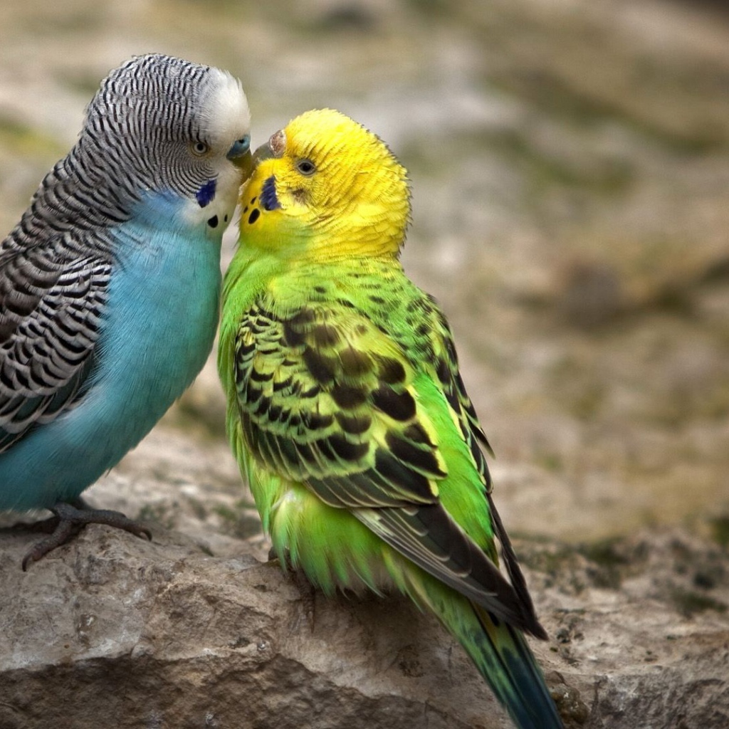 Голубой и зеленый попугаи