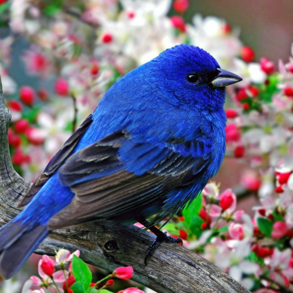 Синяя птица с черными крыльями