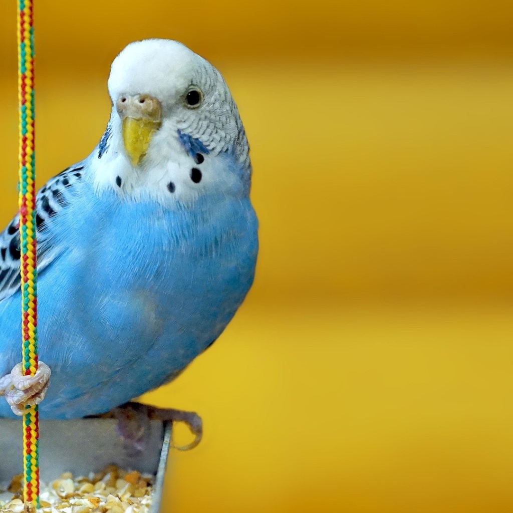 Голубой попугай на желтом фоне