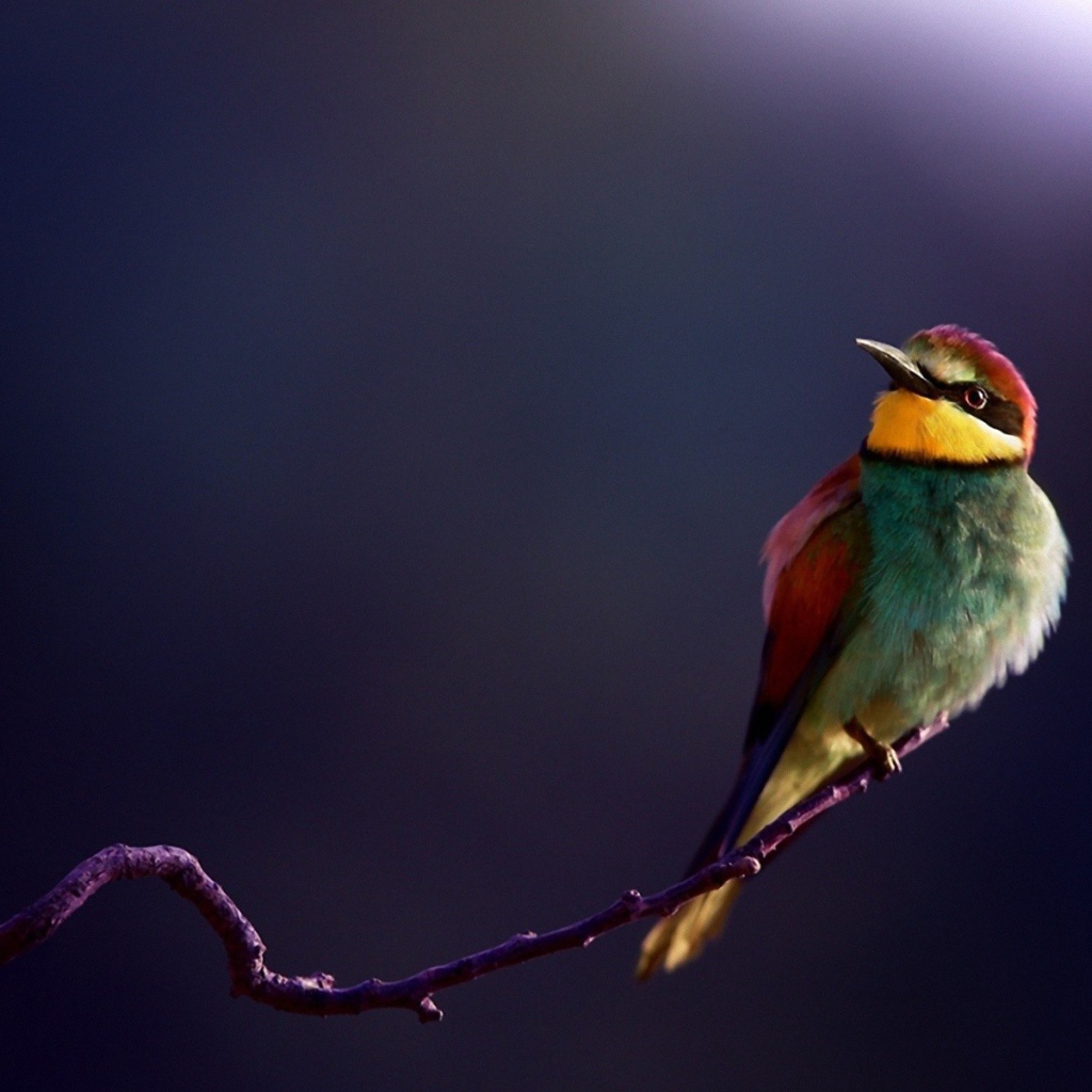 Яркий щурок сидит на ветке