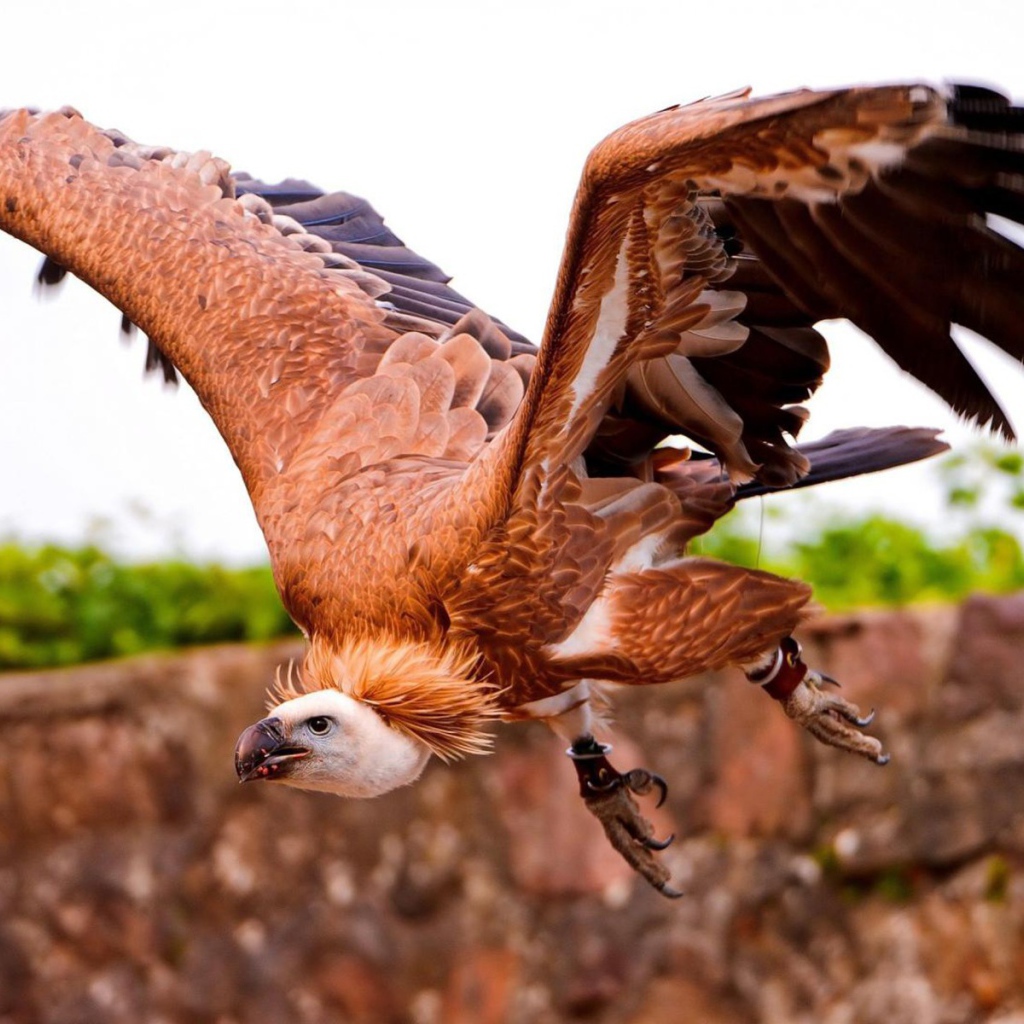 Коричневый падальщик с кольцами на лапах