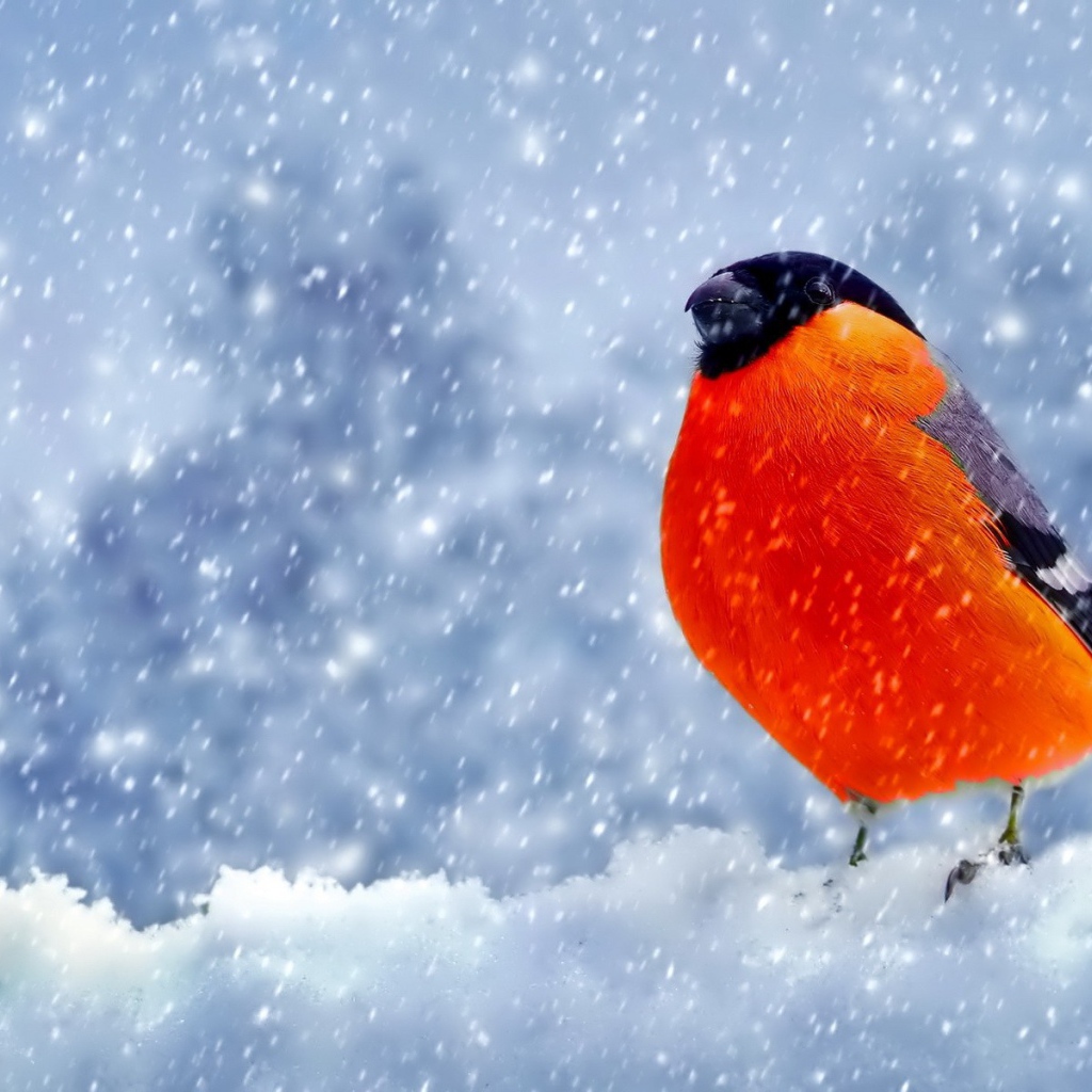 Снегирь с оранжевой грудкой