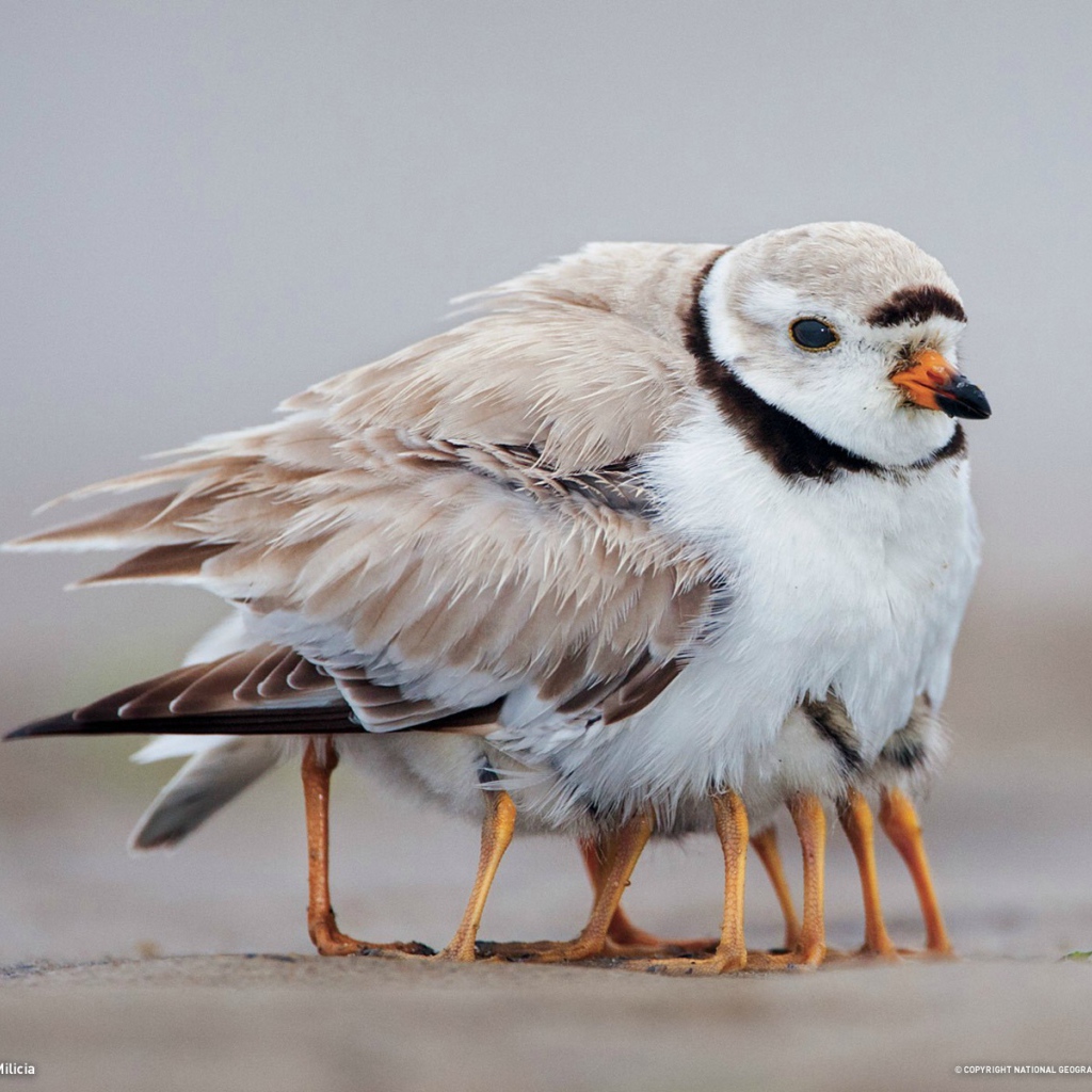 Птенцы спрятались под крылом у мамы