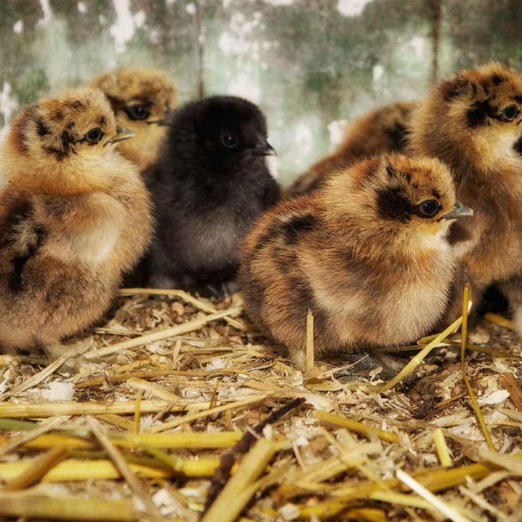 Птенцы на древесных опилках