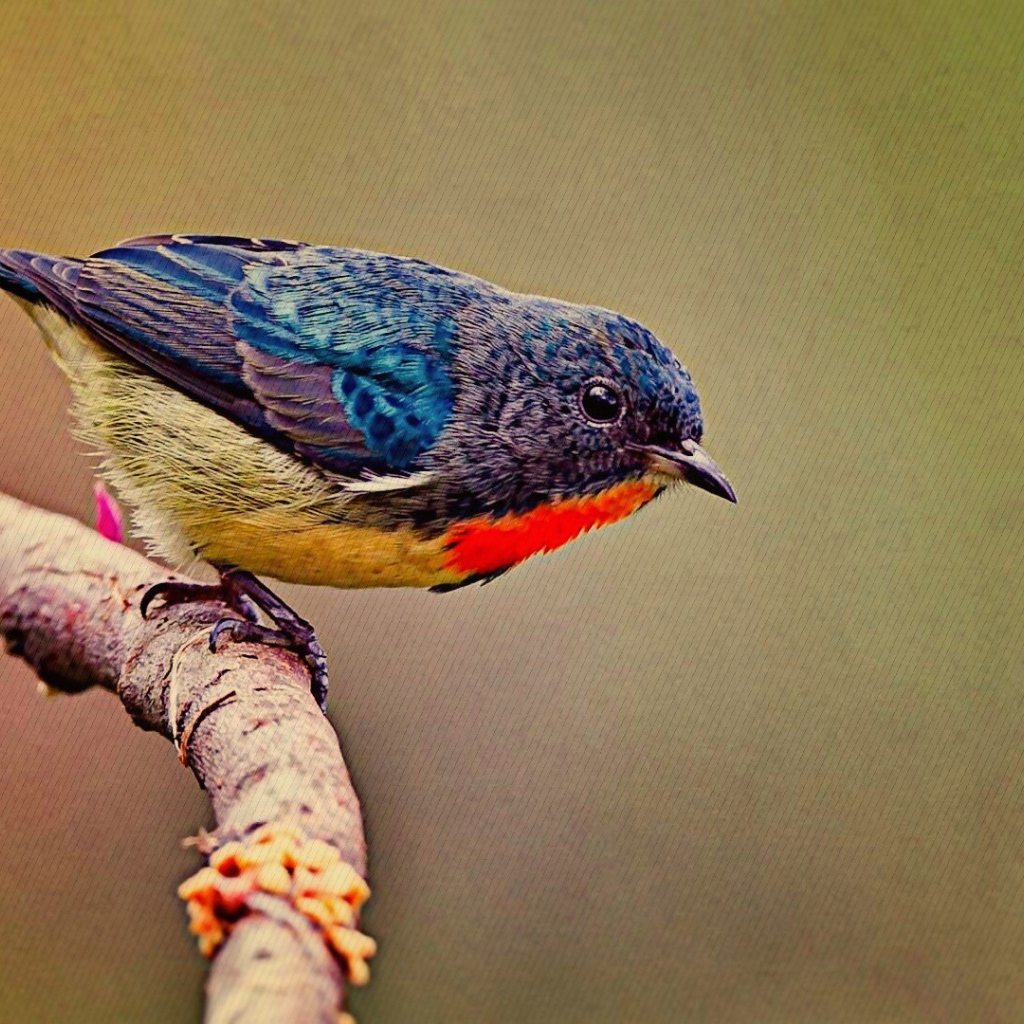 Красочная птичка на ветке