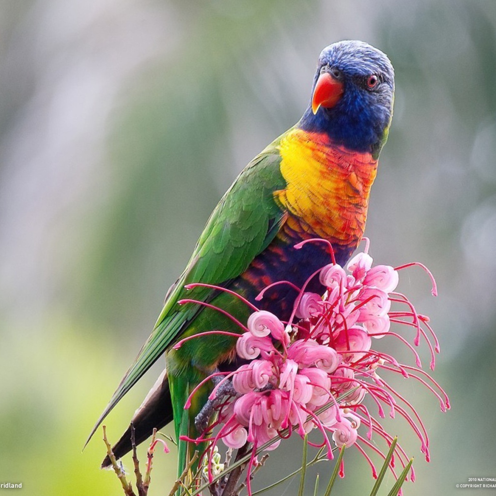 Красочный попугай сидит на розовом цветке