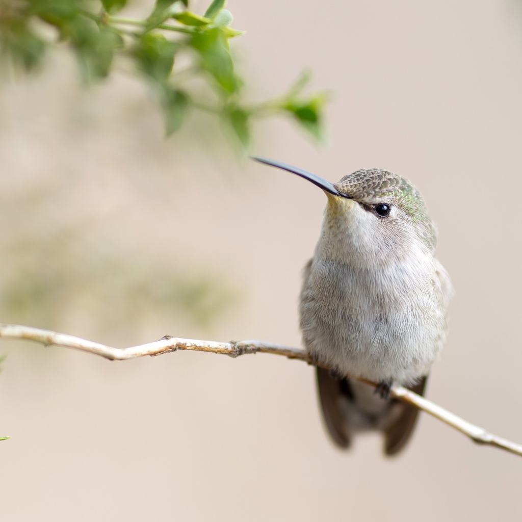 Милая серая колибри на ветке