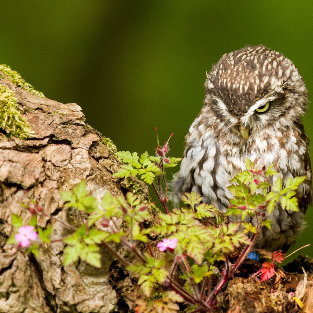 Милая хмурая сова