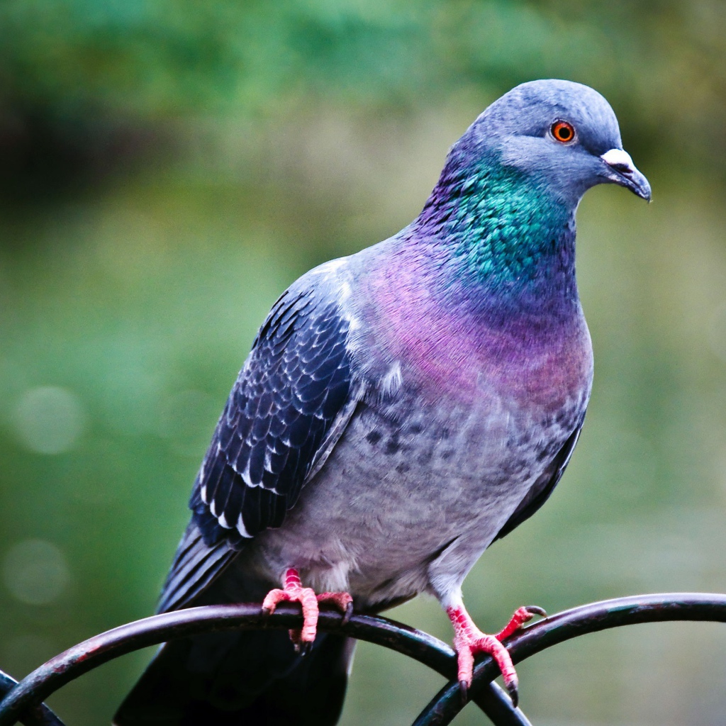 Голубь на заборе из железных прутьев