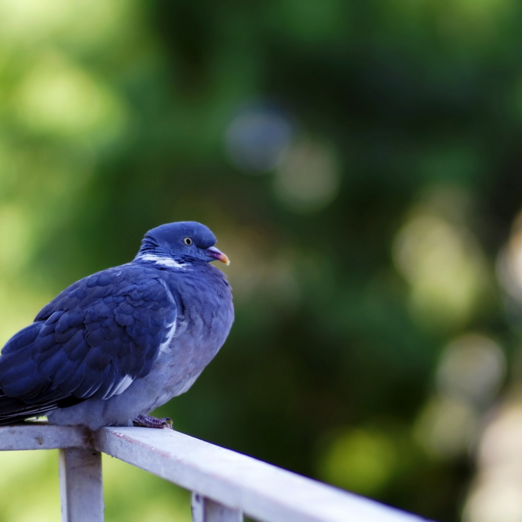Голубь сидит на перилах