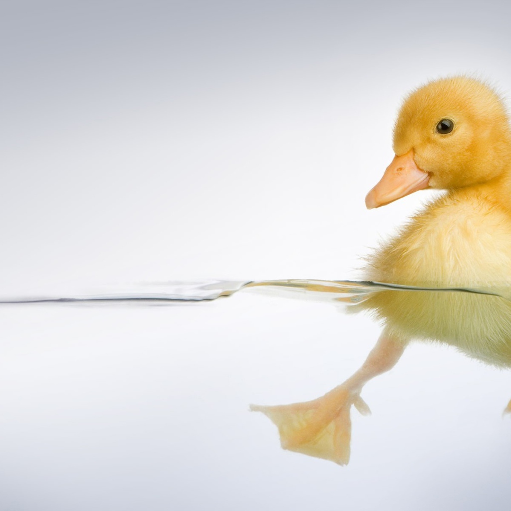 Утенок в прозрачной воде