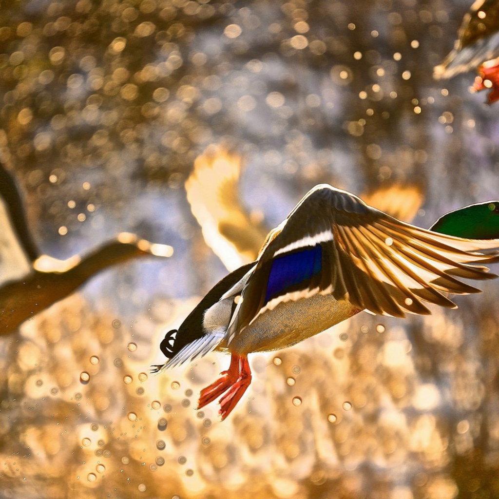 Утки взлетают с поверхности воды