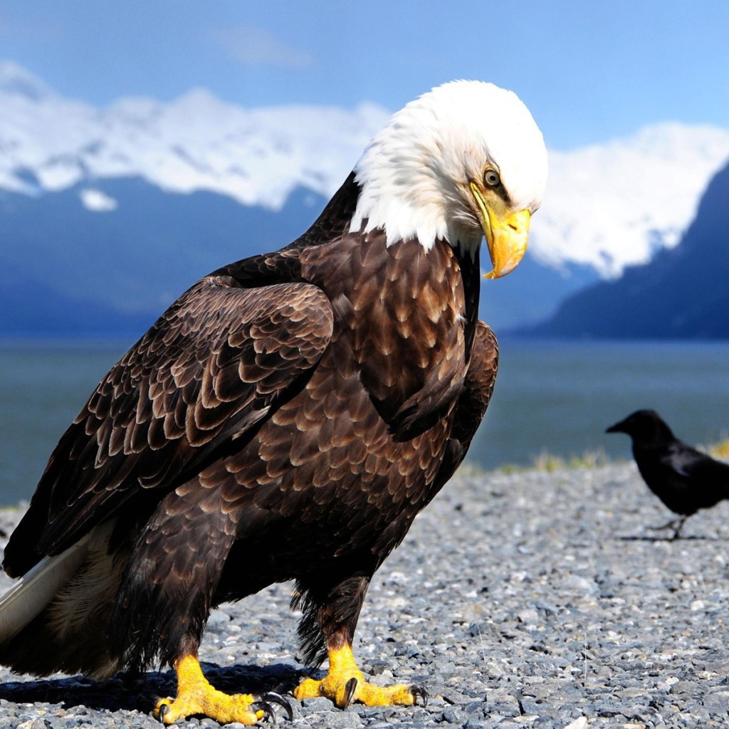 Орел и ворона в горах