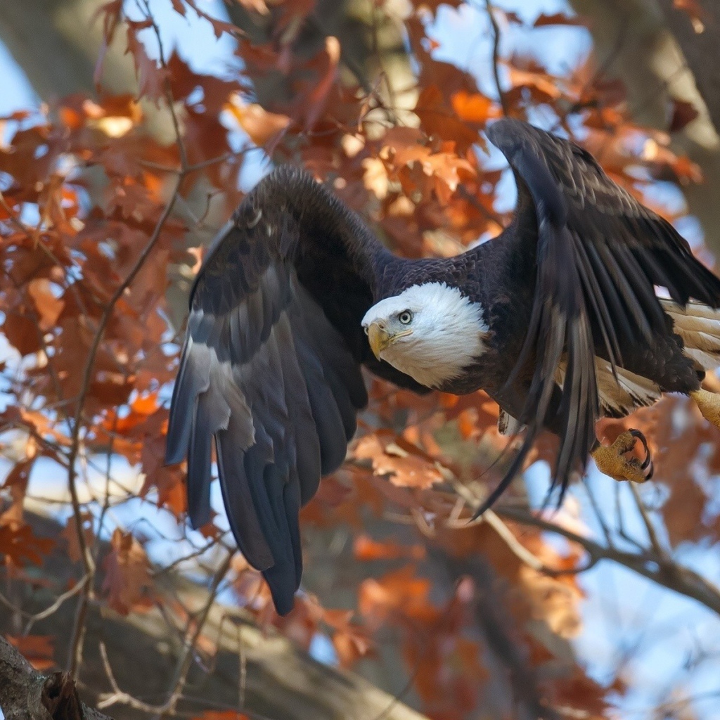 Орел в осеннем лесу
