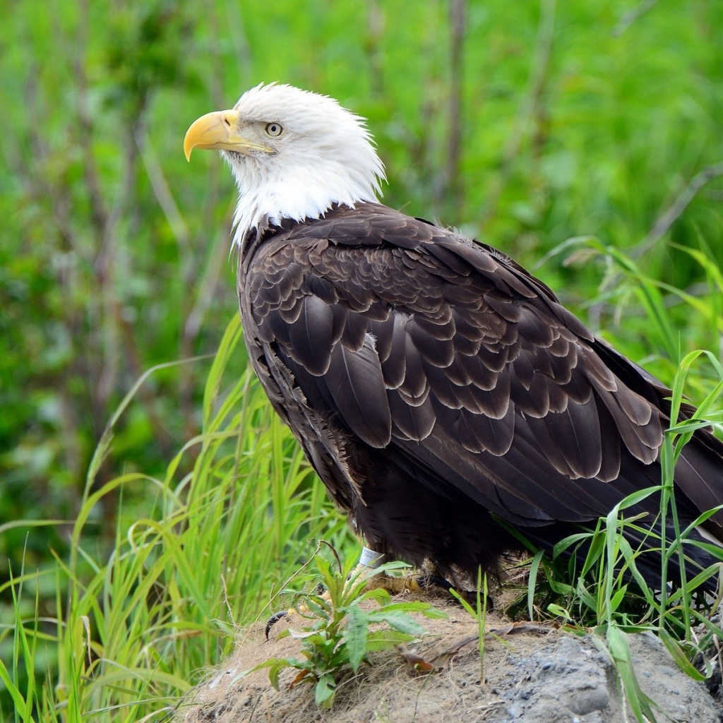 Орел на камне в траве