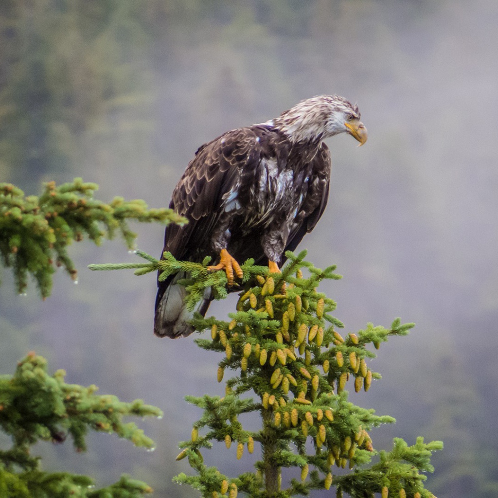 Орел на хвойной ветке в горах