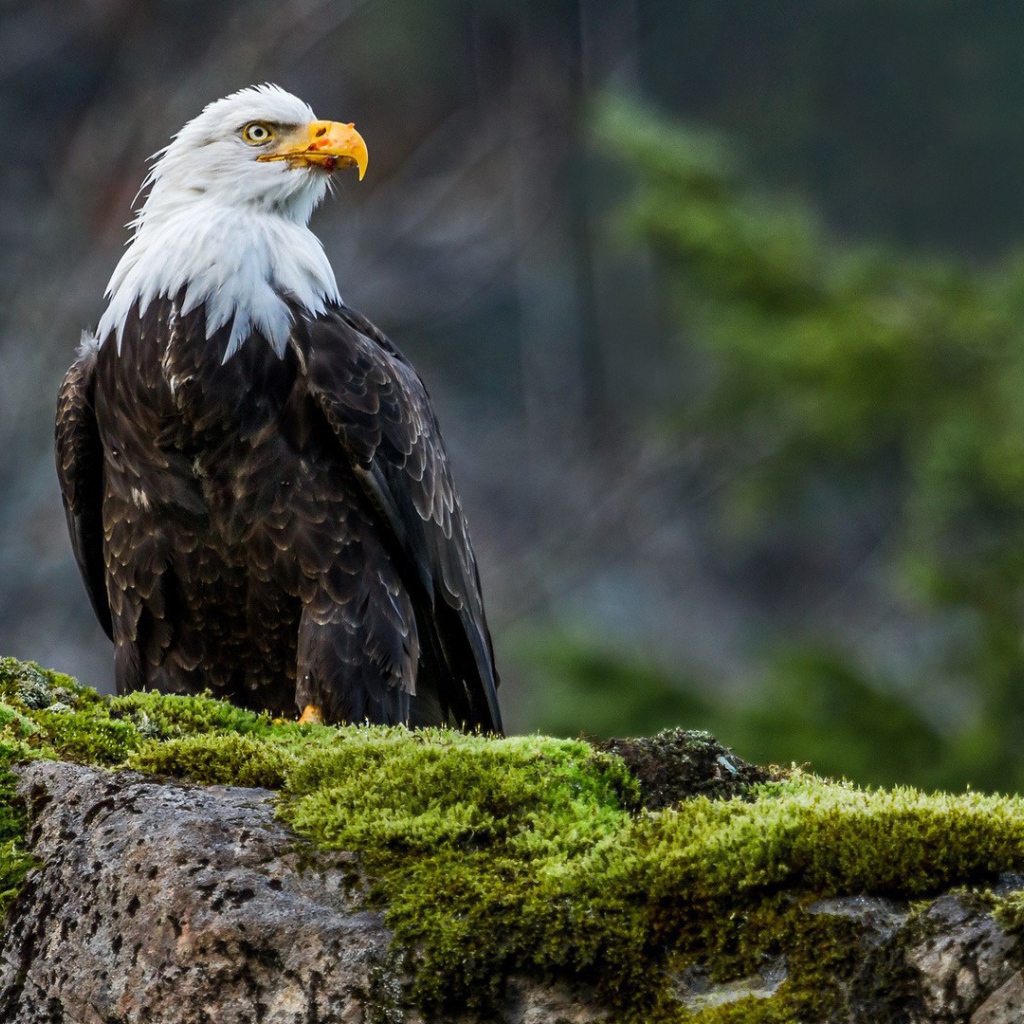 Орел на покрытом мхом камне