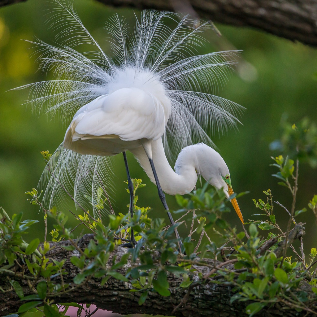 Белая цапля с роскошным хвостом