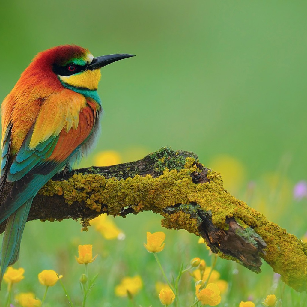 Птица золотистая щурка