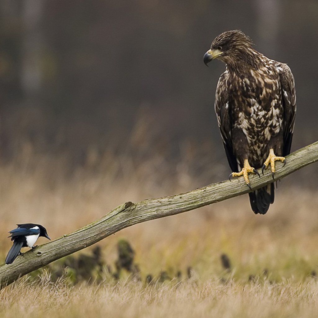 Сокол и сорока