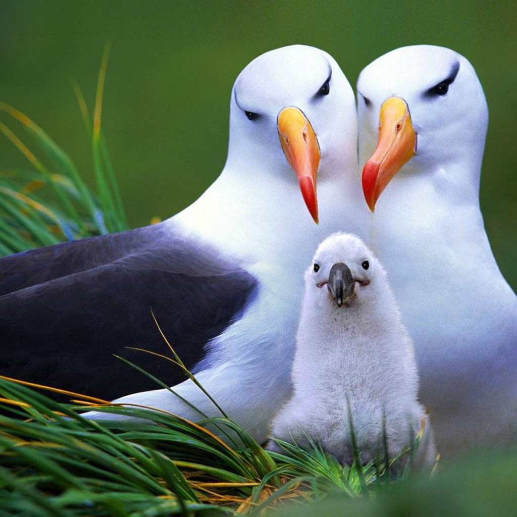 Семья птиц альбатросов