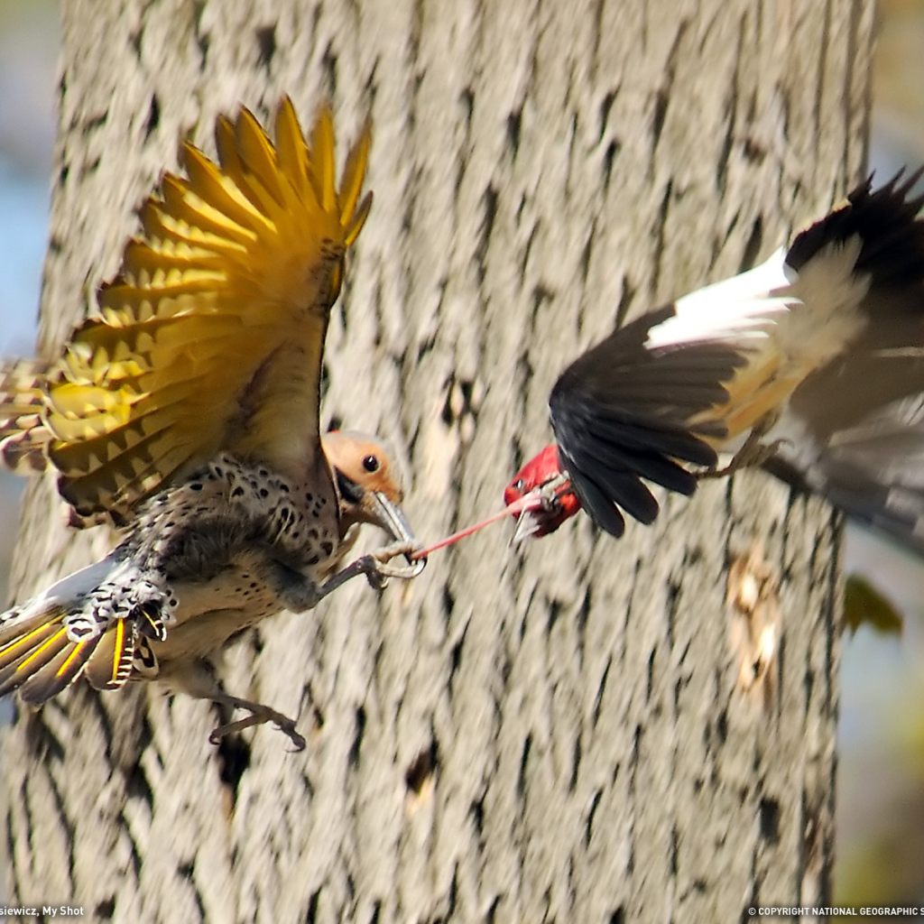 Драка птиц за добычу