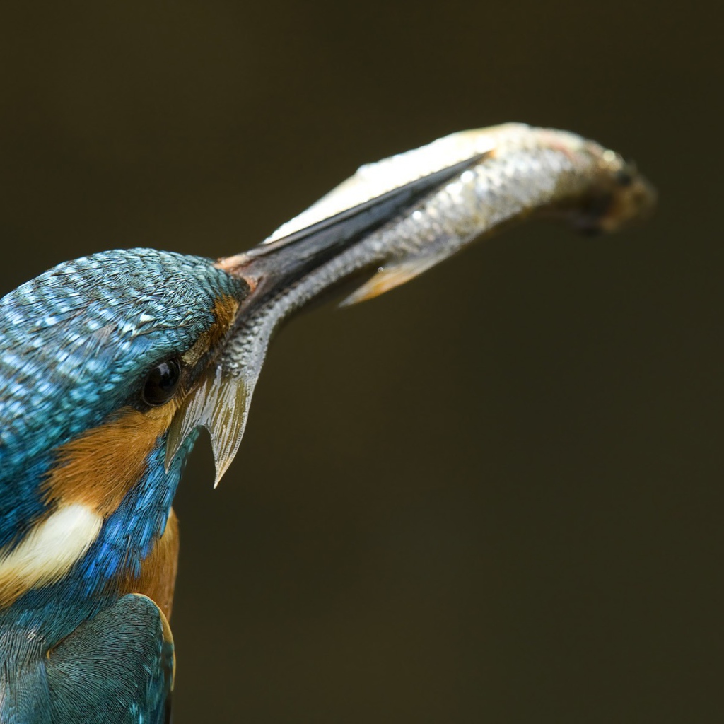 Рыба в клюве зимородка