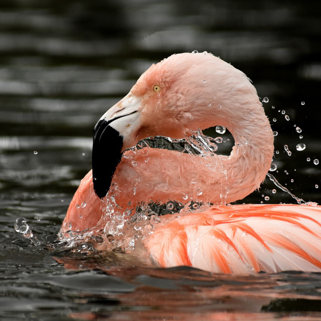 Фламинго в воде