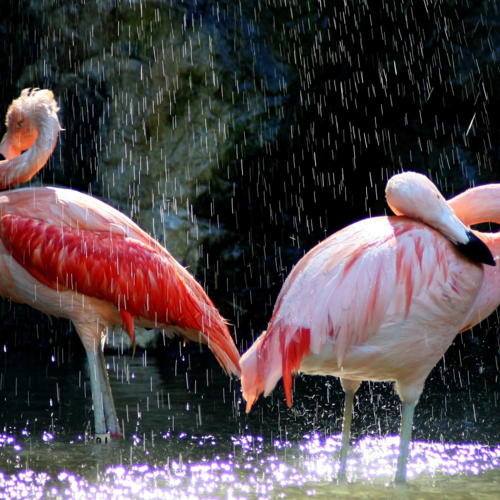 Фламинго под каплями воды